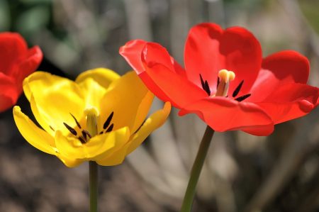 Den Tulpen wird die heiße Sonne schon wieder zuviel. Sie sind fast schon wieder verblüht.