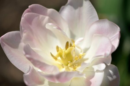 Zartrosa blüht diese gefüllte Tulpe.