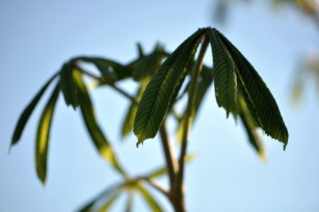 Kastanien im Abendschein wiegen sanft den Mai ein. Regen fällt, fehlen nur noch ein paar pastorale Hirtenklänge.