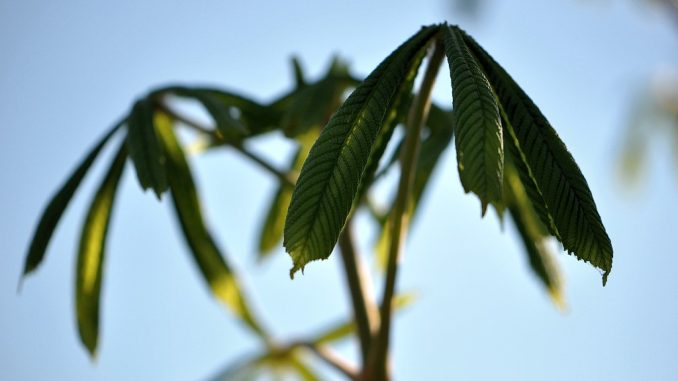 Kastanien im Abendschein wiegen sanft den Mai ein. Regen fällt, fehlen nur noch ein paar pastorale Hirtenklänge.