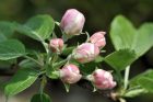 Der kleine Apfelbaum, gepflanzt im Herbst 2011, trägt nun erstmals zarte Apfelblüten.