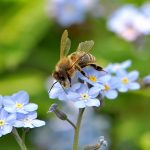 Es gibt sie doch noch: HONIGBIENCHEN. Diese EINE habe ich gerade in unserem Garten entdeckt. Sie sieht zwar auch schon etwas angenagt aus, aber sie lebt noch. Doch, echt! :-)