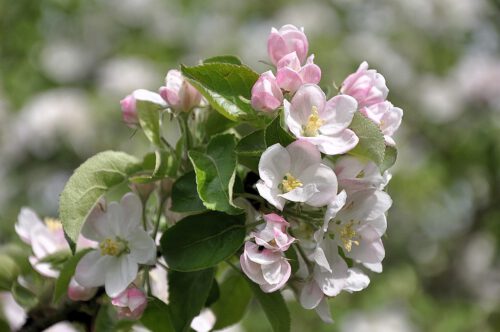 Festliche Apfelblüten schmücken diesen Zweig am Berg bei Oberlauchringen. (Foto: Martin Dühning)