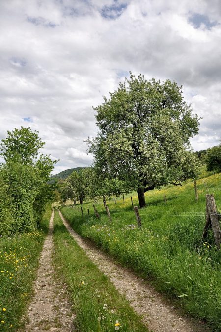 Wanderpfad im Klettgau an Christi Himmelfahrt, 2013 (Foto: Martin Dühning)