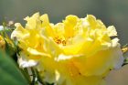 Sonnengoldig blühen die Rosen am neuen Gartenteich - und können sich auch über Besucher freuen.