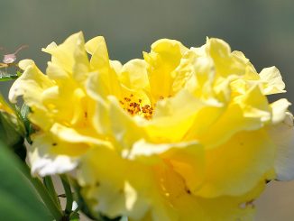 Sonnengoldig blühen die Rosen am neuen Gartenteich - und können sich auch über Besucher freuen.