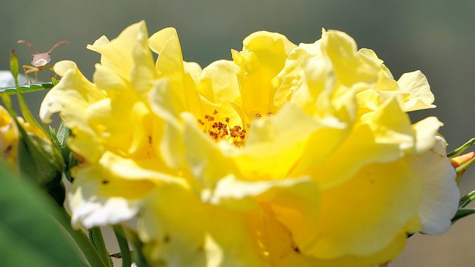 Sonnengoldig blühen die Rosen am neuen Gartenteich - und können sich auch über Besucher freuen.