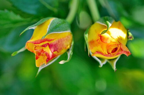 Zwei Rosenknospen - die Blüten von morgen...