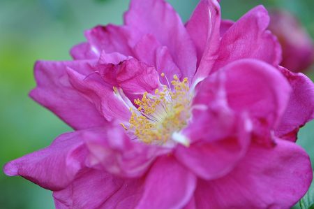 Eine duftige Heckenrose in flauschigem Heckenrosenrot...