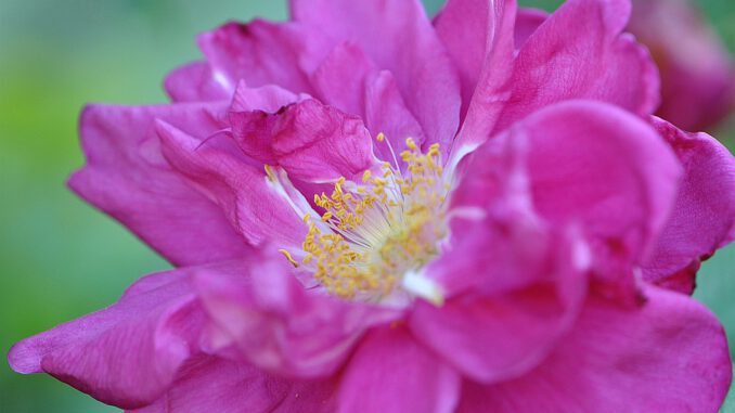 Eine duftige Heckenrose in flauschigem Heckenrosenrot...