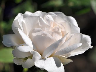 Tischtuchweiße Rosenblüte - sieht sie nicht festlich aus?