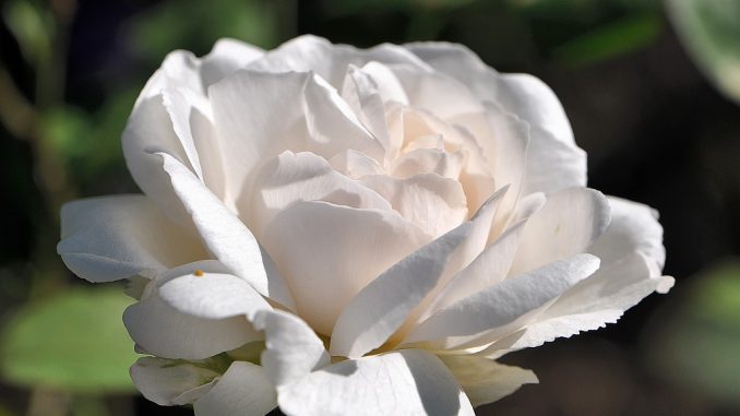 Tischtuchweiße Rosenblüte - sieht sie nicht festlich aus?