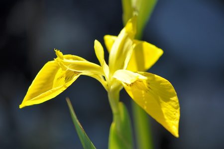 Eine quitschig zitronengelbe Teichlilie blüht vor ultramarinen Wassermassen. So schön kann Garten im Juni 2013 sein.