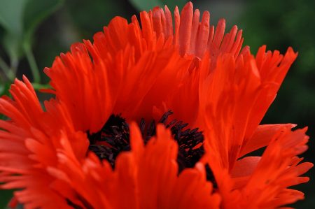 Phönixfeuerrot lodert der Flammenmohn.