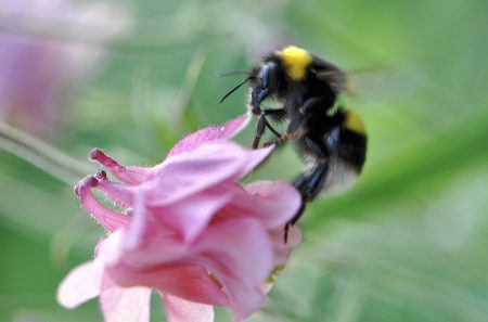 Eifrige Hummelchen eilen von Blüte zu Blüte - schnell, bevor die Akelei schon wieder verblüht ist...