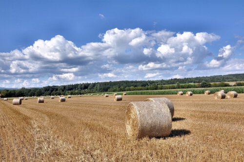 Sommerliche Felder bei Oberlauchringen: Strohrollen auf einem Stoppelfeld bei tiefblauem Himmel (Foto: Martin Dühning)