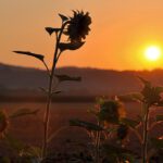 Sonnenblumen auf einem Feld bei Oberlauchringen vor dem Sonnenaufgang des 15. August - Mariä Himmelfahrt 2013 (Foto: Martin Dühning)