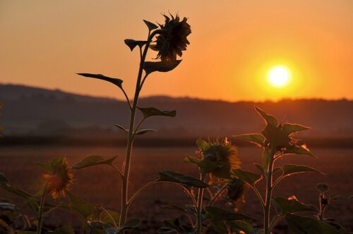 Sonnenblumen auf einem Feld bei Oberlauchringen vor dem Sonnenaufgang des 15. August - Mariä Himmelfahrt 2013 (Foto: Martin Dühning)