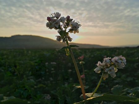 HDR-Nahaufnahme mit S3 Mini und HDR Camera+ - unverwackelt auch ohne Stativ und relativ konstrastreich