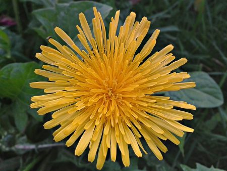 Zwerglöwenzahnblüte im Abenddämmer fotografiert mit einem S3 Mini, ganz nah und mit HDR Camera+