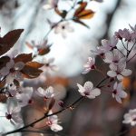 Japanische Kirschblüte Anfang April 2014, fotografiert von Martin Dühning