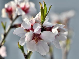 Mandelblüten im Frühling 2014