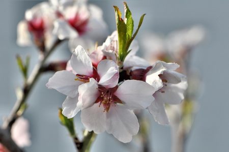 Mandelblüten im Frühling 2014