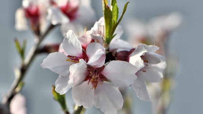 Mandelblüten im Frühling 2014