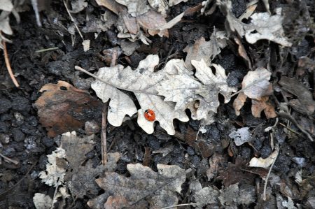 Gegenüber der hochinteressanten Botanik fällt die Fauna am Ätna vergleichsweise bescheiden aus. Im Gegensatz zu ehemals eiszeitlichen Pflanzen haben keine größeren Säugetiere bis heute überlebt, abgesehen von Füchsen und Mäusen. Und es gibt ganz offensichtlich auch in luftiger Höhe Marienkäfer. (Foto: Martin Dühning)