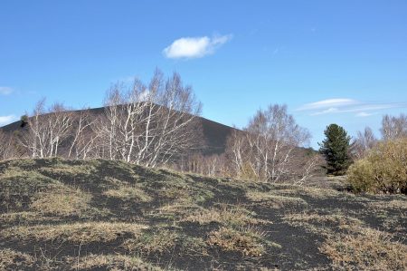 Birkengrüppchen, Grasflecken und Pinien an der Baumgrenze (Foto: Martin Dühning)