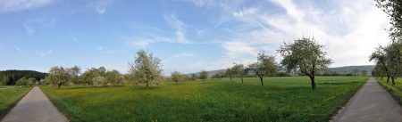 Panorama: Blühende alte Obstbäume in Oberlauchringen im April 2014 (Foto: Martin Dühning)