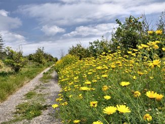 Blütengesäumter Pfad durch den archäologischen Park von Naxos (Foto: Martin Dühning)