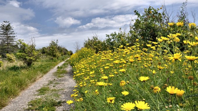 Blütengesäumter Pfad durch den archäologischen Park von Naxos (Foto: Martin Dühning)