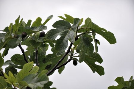 Zweige eines Feigenbaumes (Foto: Martin Dühning)