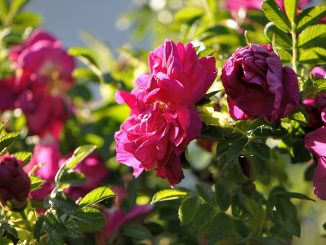 Duftend und rosenrot glänzen die Heckenrosen im Abendlicht. (Foto: Martin Dühning)