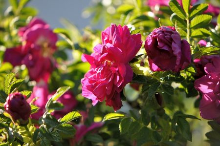 Duftend und rosenrot glänzen die Heckenrosen im Abendlicht. (Foto: Martin Dühning)