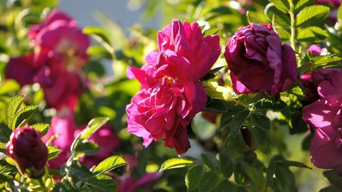 Duftend und rosenrot glänzen die Heckenrosen im Abendlicht. (Foto: Martin Dühning)