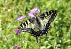 Neben Schwalben künden neuerdings auch Schwalbenschwänze vom nahenden Sommer 2014 im Klettgauland. (Foto: Martin Dühning)