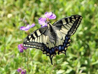 Neben Schwalben künden neuerdings auch Schwalbenschwänze vom nahenden Sommer 2014 im Klettgauland. (Foto: Martin Dühning)