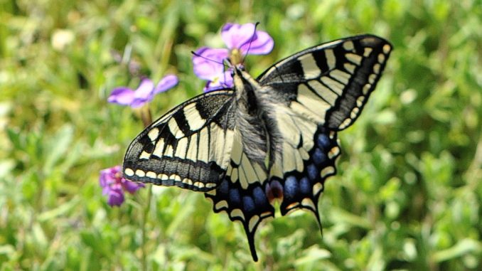 Neben Schwalben künden neuerdings auch Schwalbenschwänze vom nahenden Sommer 2014 im Klettgauland. (Foto: Martin Dühning)