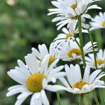 Zwischendurchkomponiertes im Juni 2014