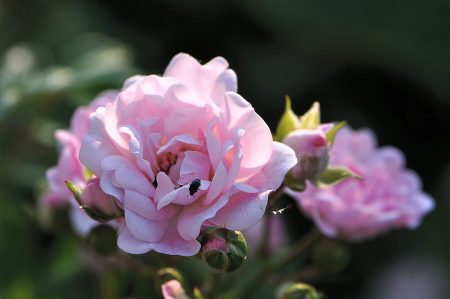 Juni ist auch der Monat, in dem die Rosen (noch) in voller Blüte stehen (Foto: Martin Dühning).