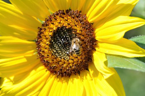 Im Jahr 2014 gibt es wieder vereinzelte Sonnenblumen im Niarts-Garten, und dann und wann ein Honigbienchen daran. (Foto: Martin Dühning)