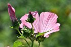 Sommerlich sanft mutet dagegen die Malvenblüte im Sonnenschein an. (Foto: Martin Dühning)