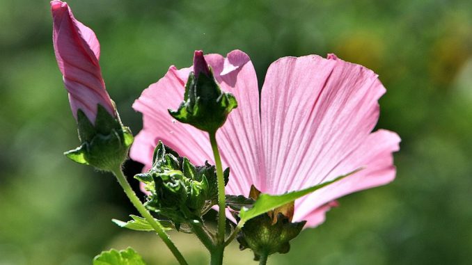 Sommerlich sanft mutet dagegen die Malvenblüte im Sonnenschein an. (Foto: Martin Dühning)