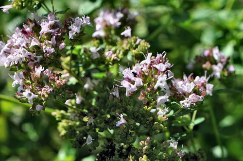 Der Oregano steht noch in voller Blüte, genau wie die Minze - bei den Kräutern herrscht noch Sommer. (Foto: Martin Dühning)