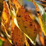 Der Kirschbaum hat sein Laub schon auf Herbstfärbung umgestellt, und das schon seit Mitte August. Ihm war es wohl auch zu kalt 2014. (Foto: Martin Dühning)