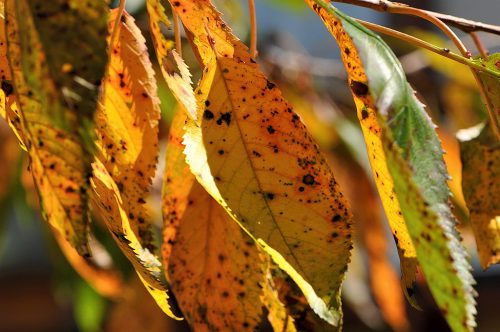 Der Kirschbaum hat sein Laub schon auf Herbstfärbung umgestellt, und das schon seit Mitte August. Ihm war es wohl auch zu kalt 2014. (Foto: Martin Dühning)