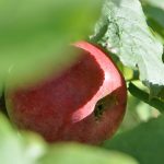 Der erste Apfel am kleinen Apfelbaum im September 2014 (Foto: Martin Dühning)