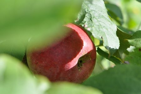 Der erste Apfel am kleinen Apfelbaum im September 2014 (Foto: Martin Dühning)
